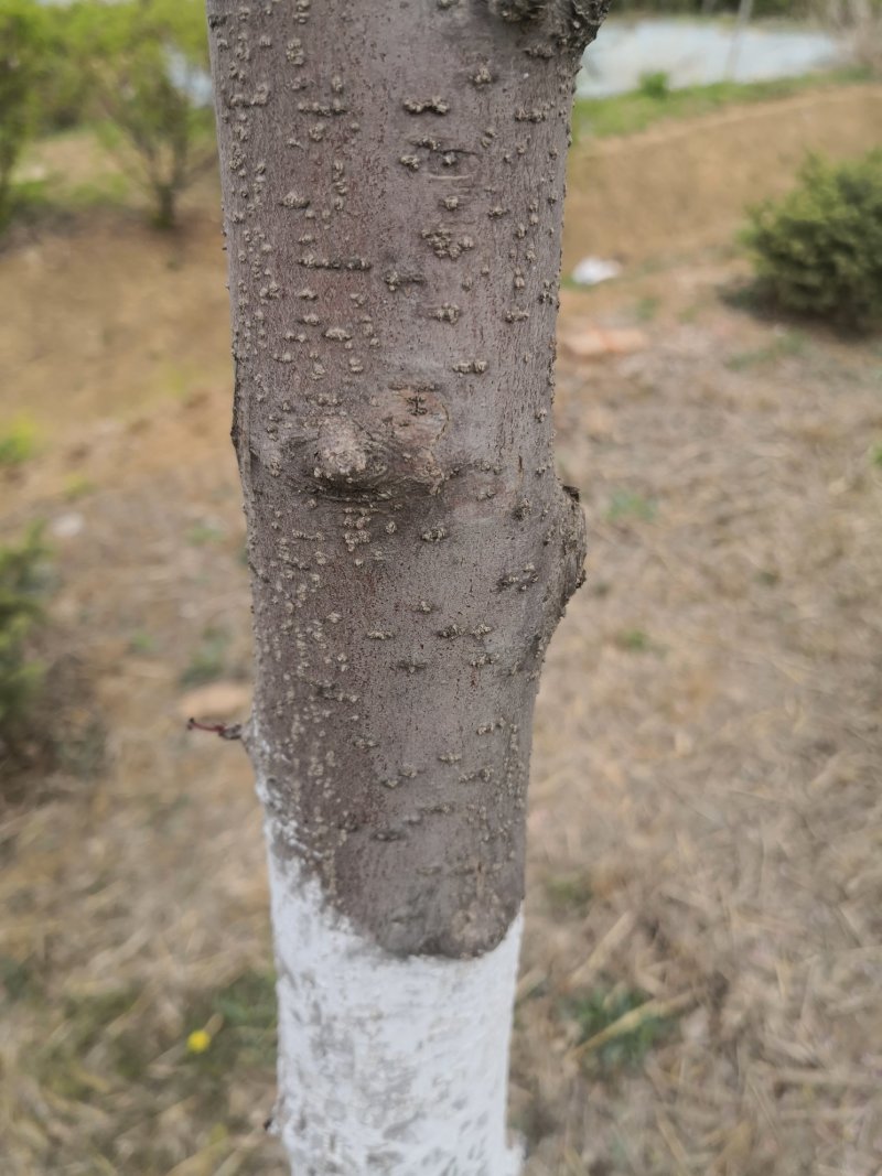 王族海棠光辉海棠树苗乡村绿化树种实地看苗订购