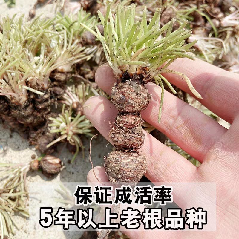 红花酢浆草种球炸酱草绿化工程庭院四季