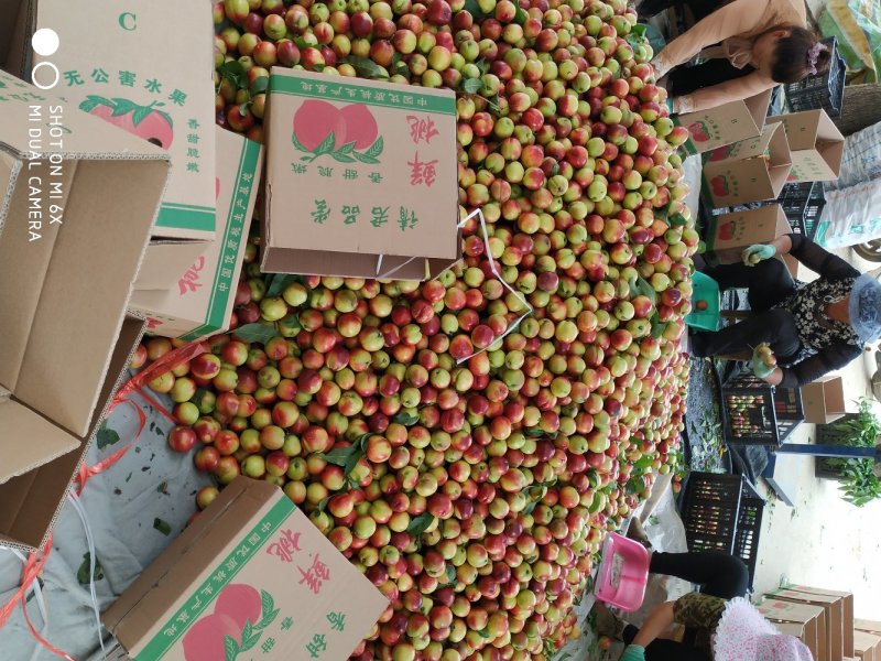油桃曙光，千年红，金蕾，口感好个头大，日供应10万斤