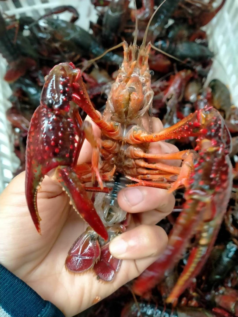 湖北潜江红壳虾小龙虾清水小龙虾全年供应酒店虾庄直供20年