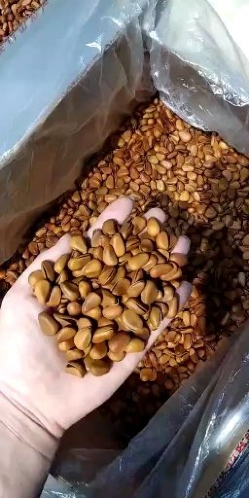 东北地产开口松子，新货新日期，大颗粒，颗粒饱满，