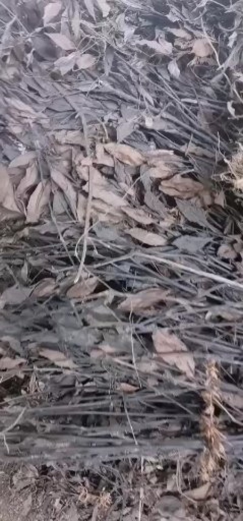 肿节风