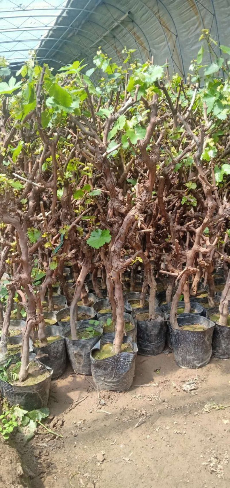 盆栽葡萄树80~100cm