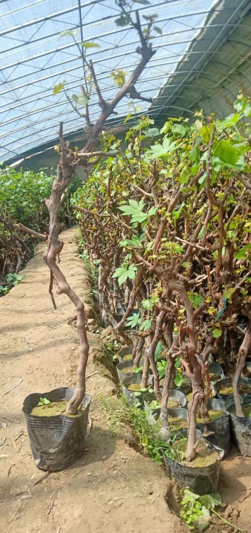 盆栽葡萄树80~100cm