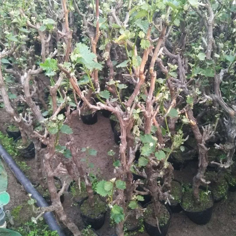 盆栽葡萄树80~100cm