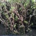 盆栽葡萄树80~100cm