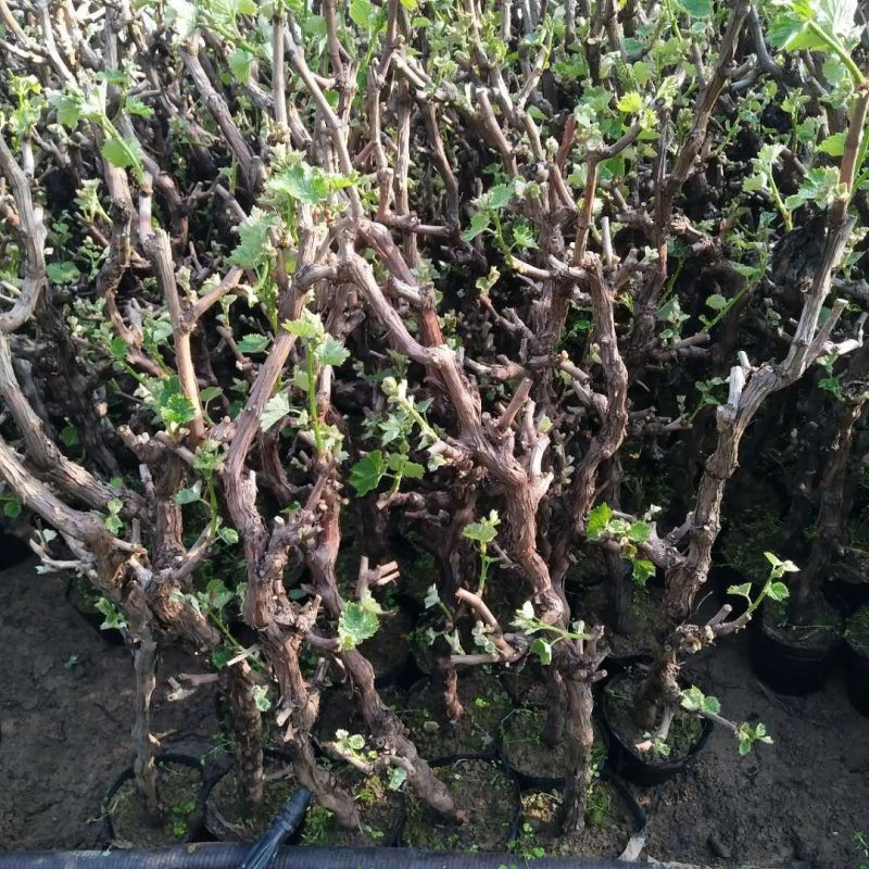 盆栽葡萄树80~100cm