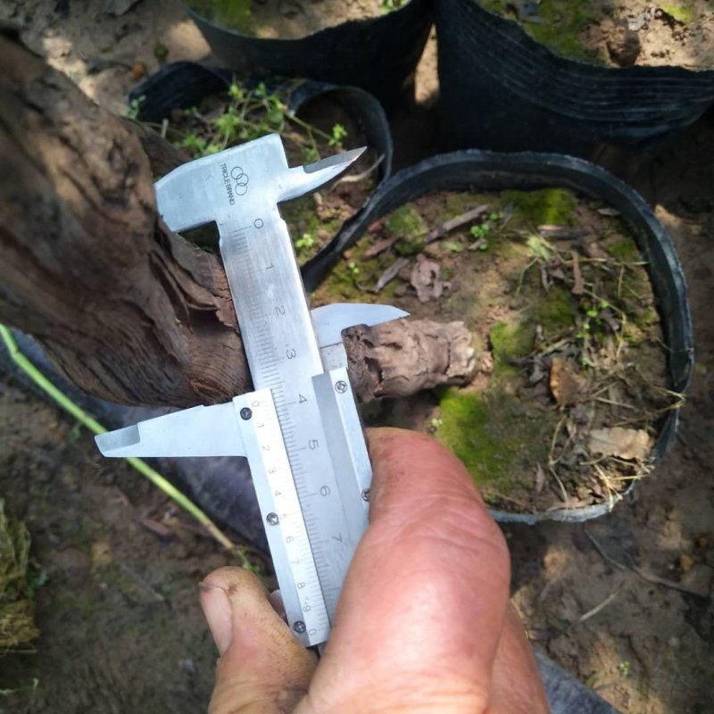 盆栽葡萄树80~100cm
