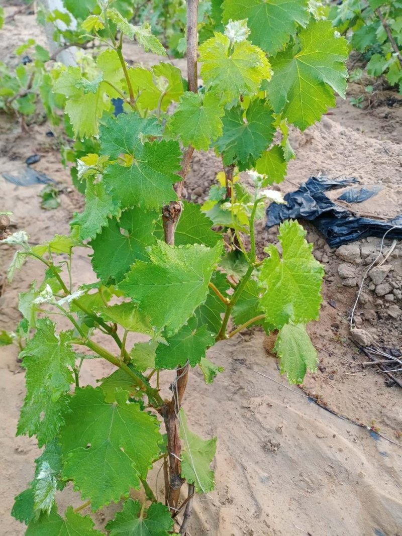 盆栽葡萄树80~100cm
