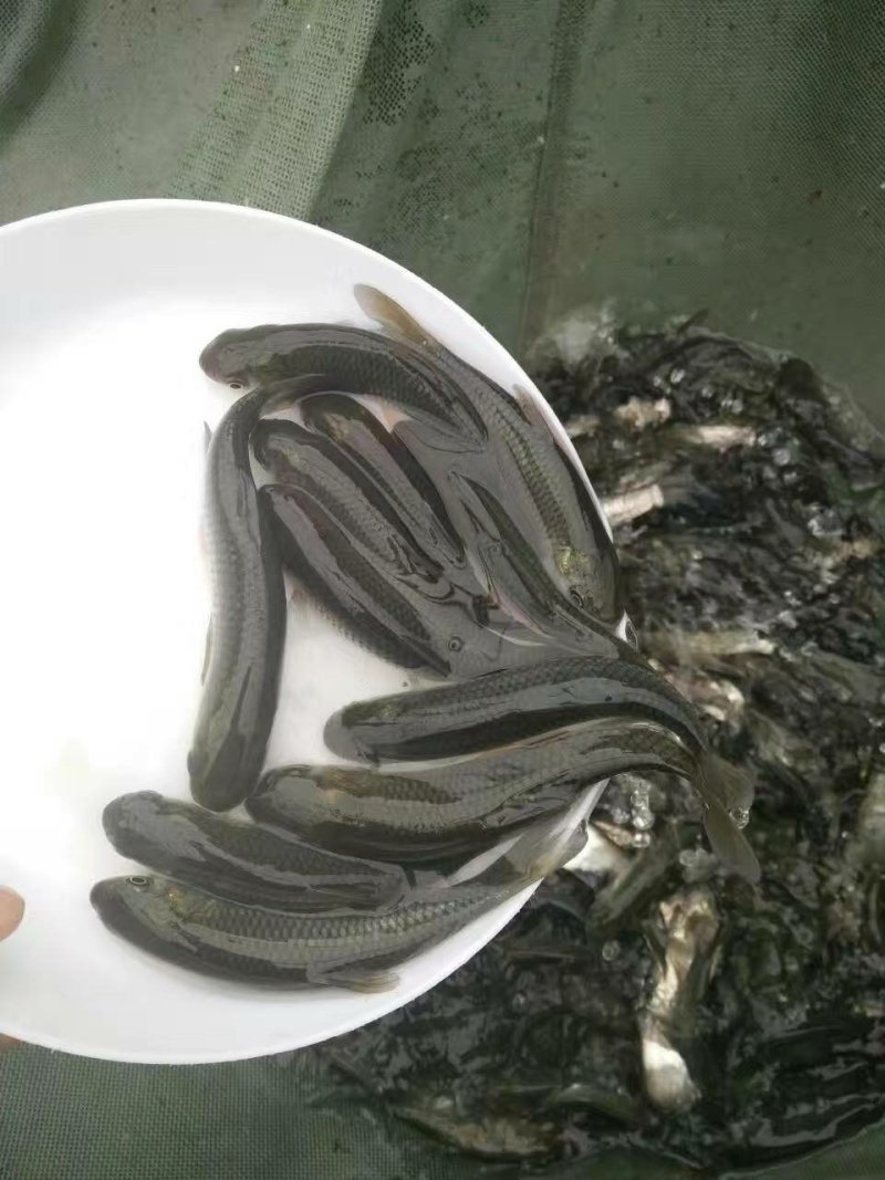 草鱼苗规格齐全，提供技术，包下塘