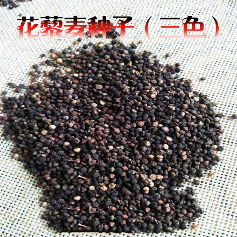 多重筛选优良藜麦种子白藜麦种子红藜麦种子