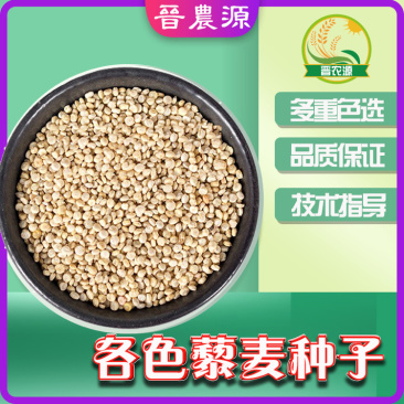 多重筛选优良藜麦种子白藜麦种子红藜麦种子