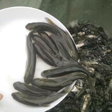 草鱼苗，规格齐全，成活率高，长势快，提供技术，包下塘