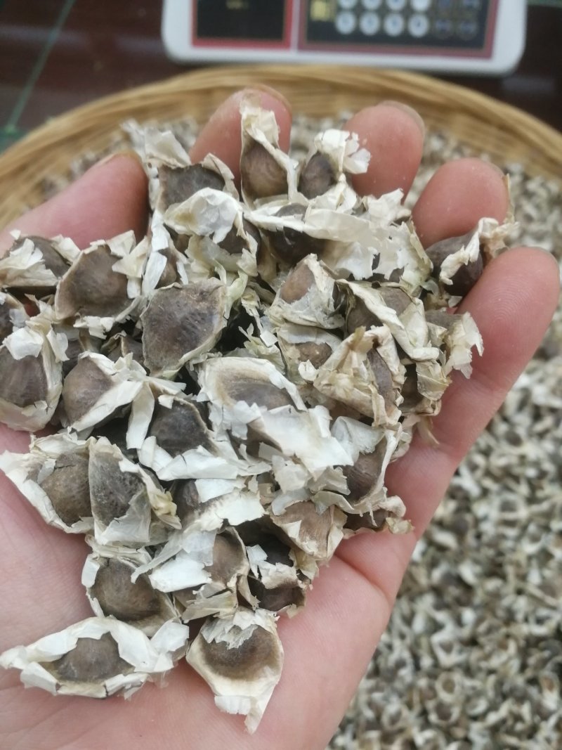 印度引种辣木籽辣木籽一手货源产地批发一件代发