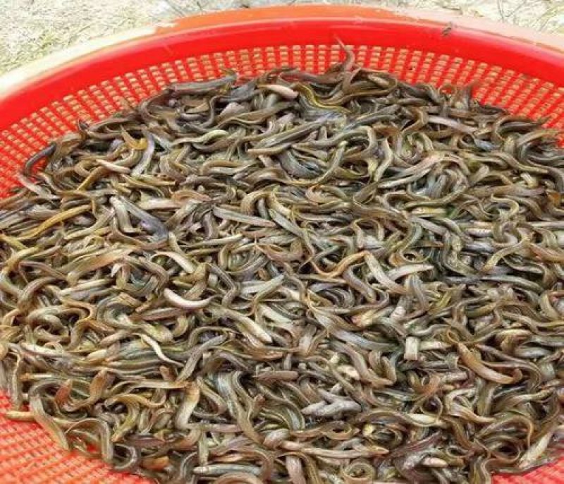 精品泥鳅苗，规格齐全。提供技术，包下塘诚信经营