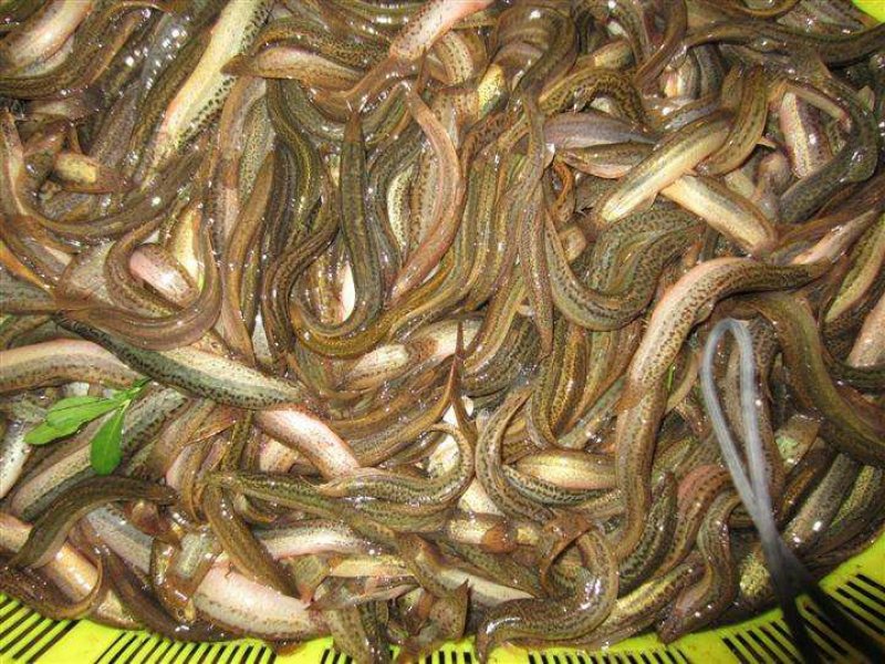 精品泥鳅苗，规格齐全。提供技术，包下塘诚信经营
