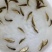 鲤鱼苗，规格齐全，成活率高，长势怏，提供技术