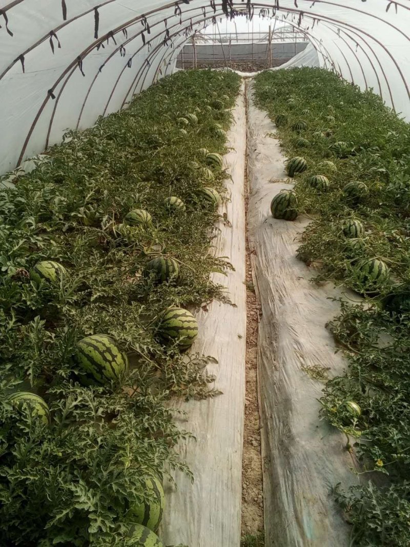 美都西瓜甜超甜，质量优美，量大优先，糖度高