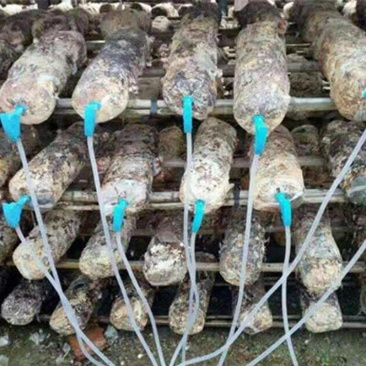 香菇菌棒平菇棒补水注水营养针自动注水针