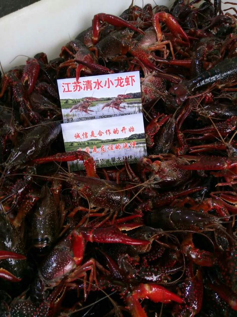 江苏清水小龙虾:大炮头精品全年卖货，来电优惠欢迎咨询