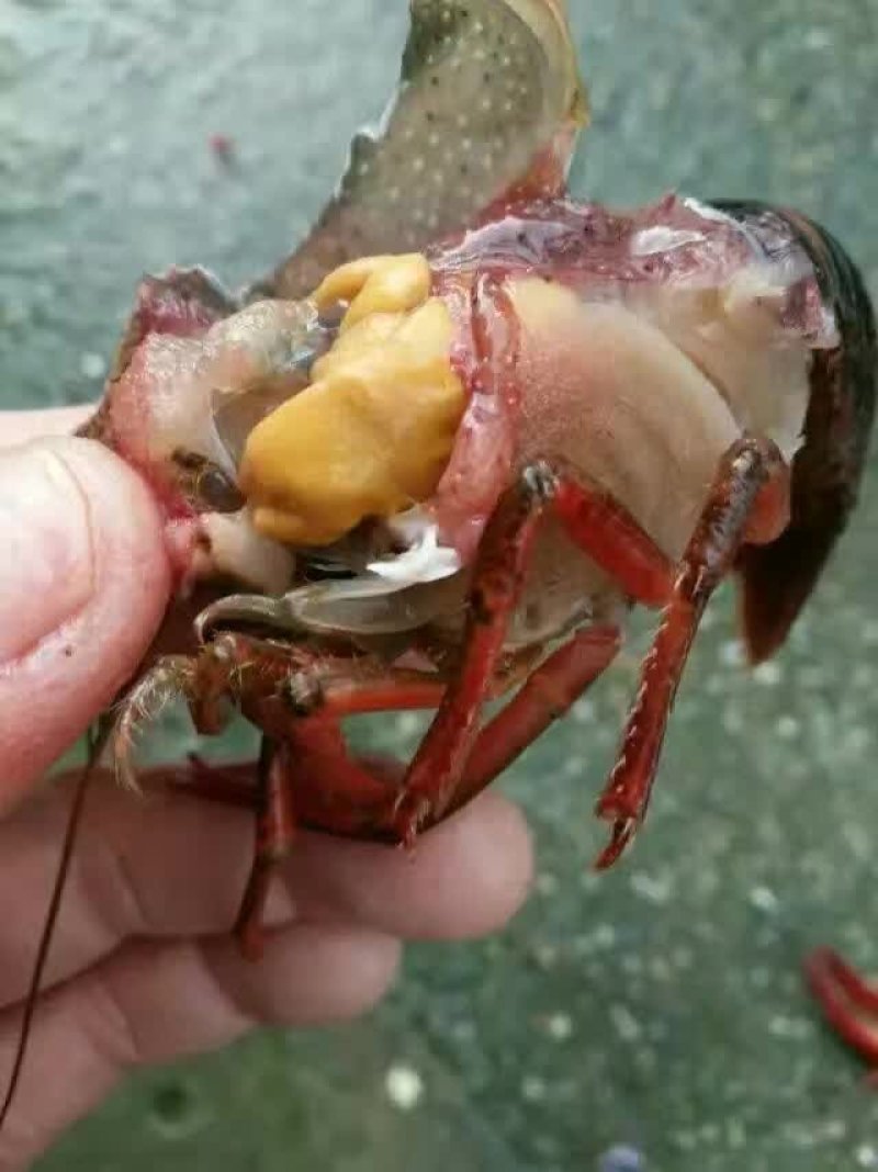 江苏清水小龙虾:大炮头精品全年卖货，来电优惠欢迎咨询