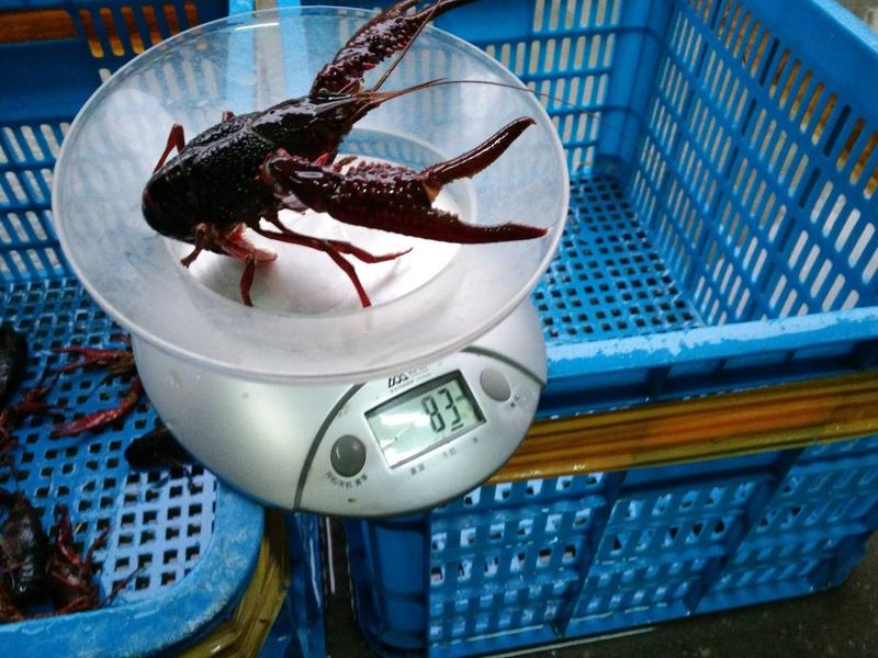 江苏清水小龙虾:大炮头精品全年卖货，来电优惠欢迎咨询