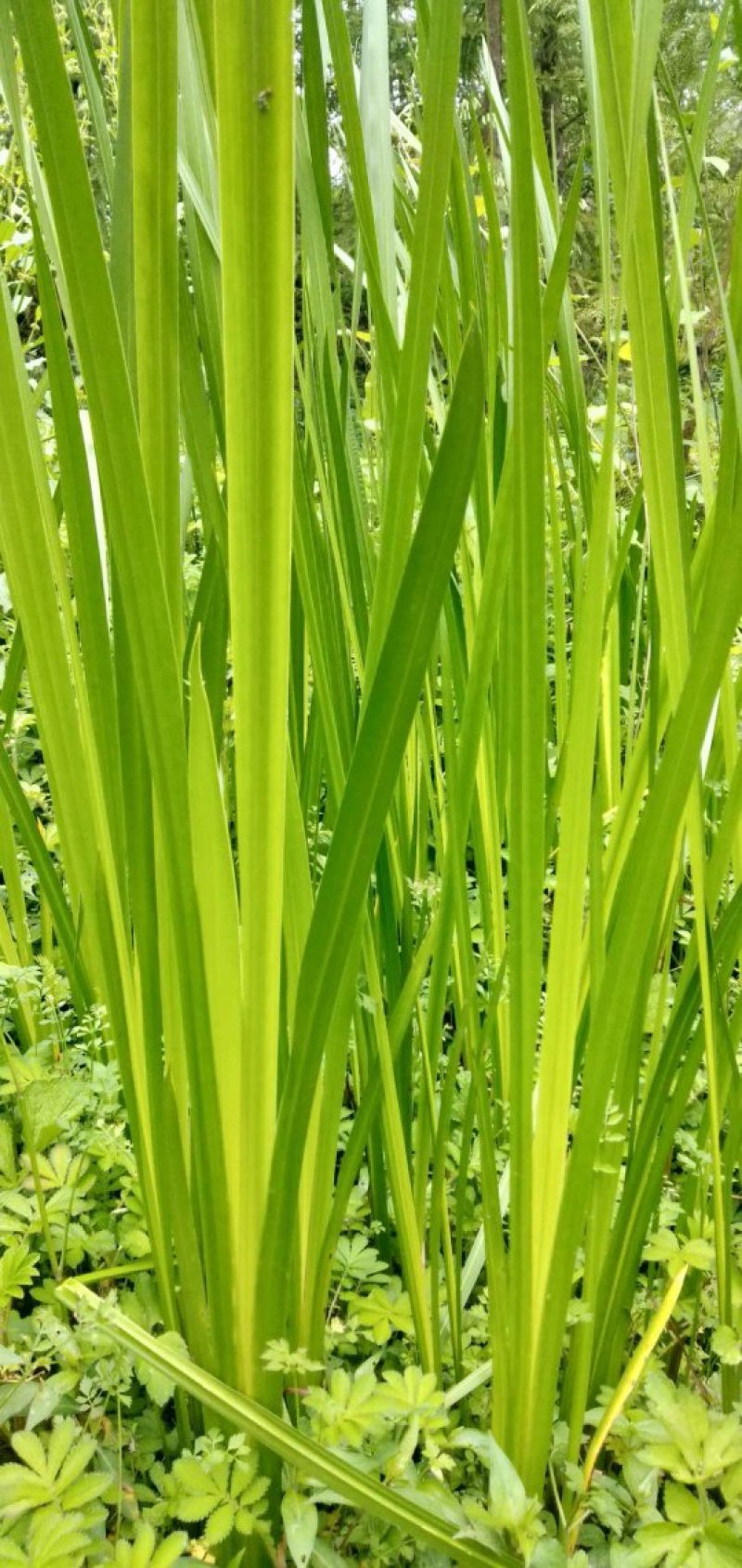 端午【货源大当天发货】菖蒲艾草欢迎在线咨询！