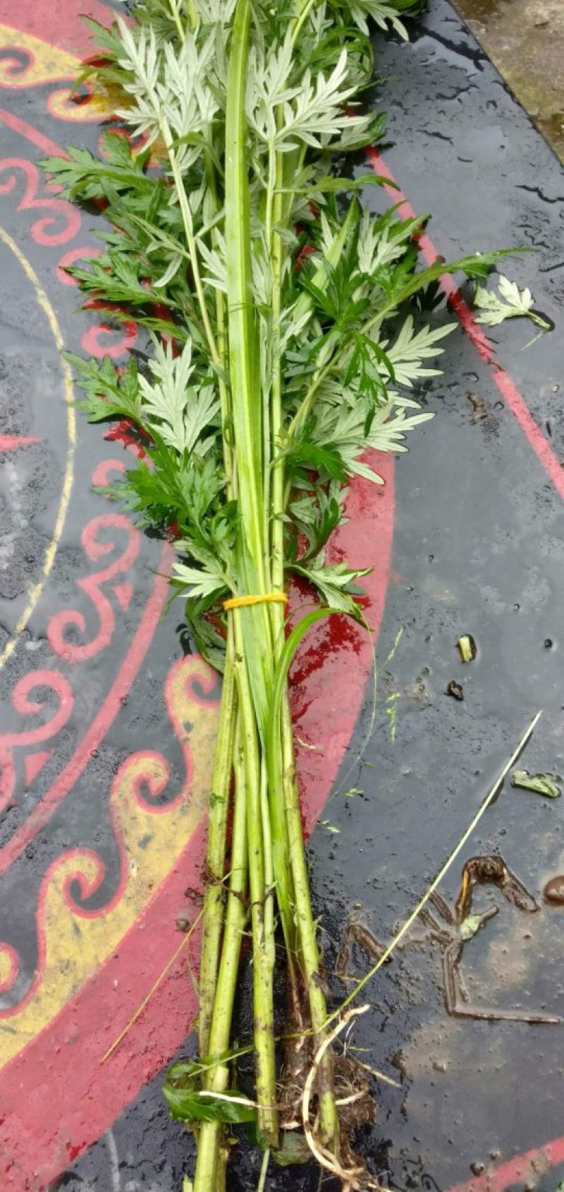 端午【货源大当天发货】菖蒲艾草欢迎在线咨询！