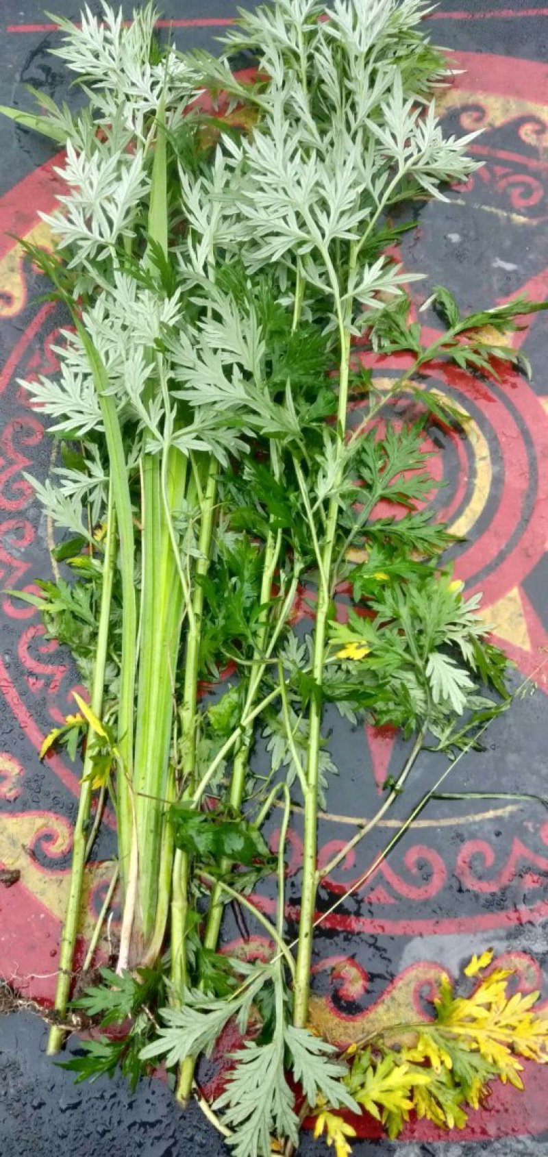 端午【货源大当天发货】菖蒲艾草欢迎在线咨询！