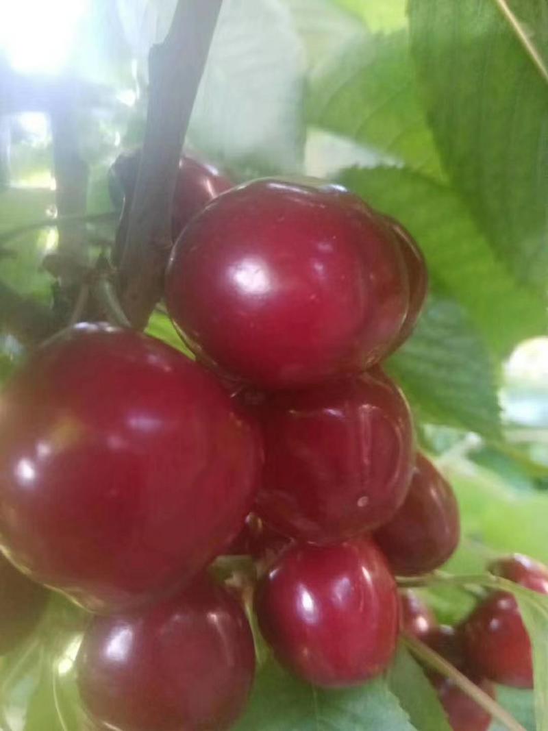 俄罗斯八号樱桃成熟红灯萨米托拉宾斯俄八樱桃大量上市