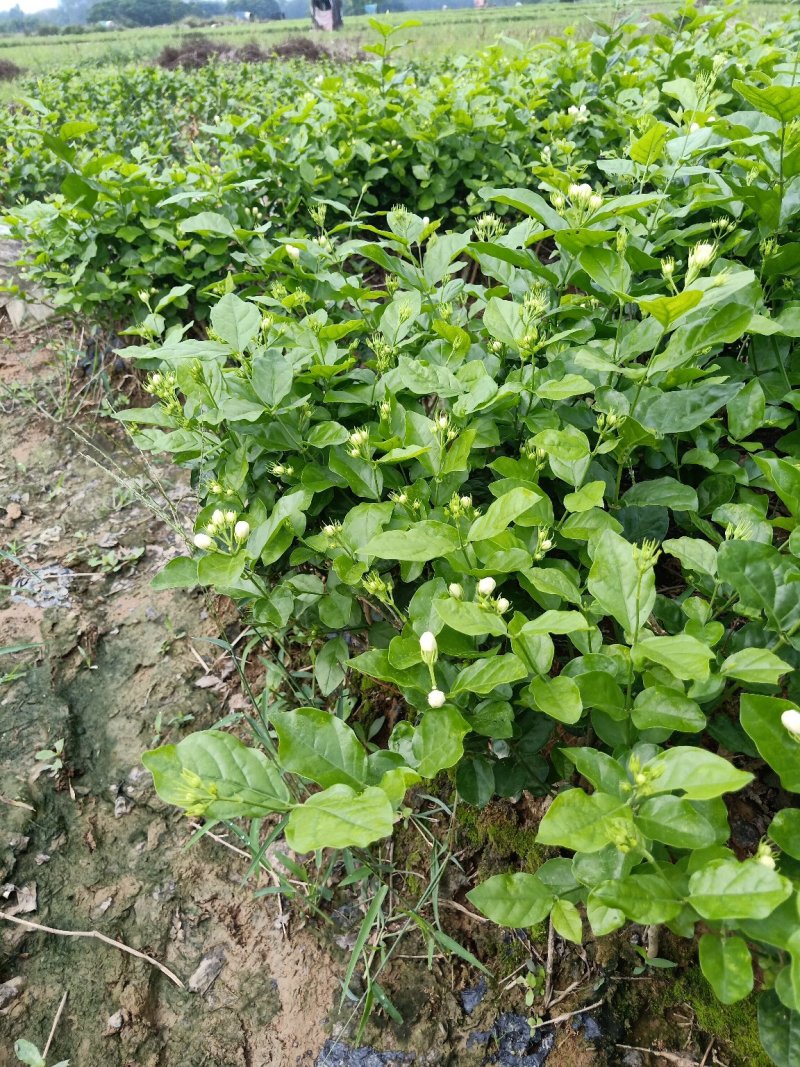 大量批发茉莉花苗带花苞发货发大巴车空运。
