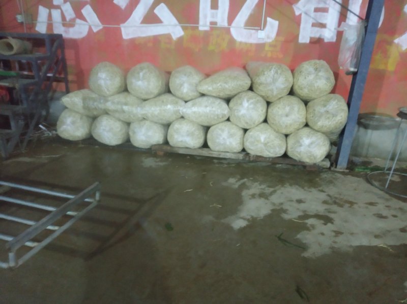 鱼腥草直发（泥根、种根、药材根、清洗根）
