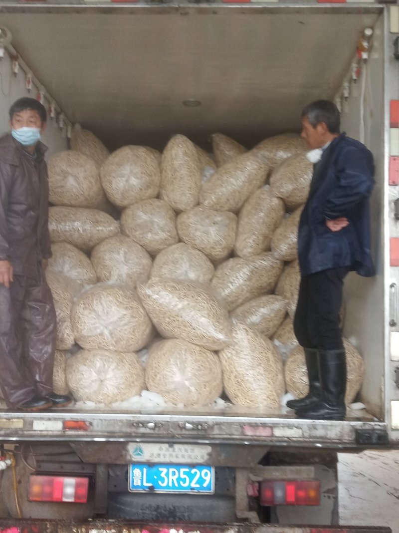鱼腥草直发（泥根、种根、药材根、清洗根）