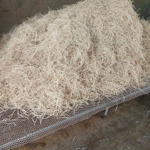 鱼腥草直发（泥根、种根、药材根、清洗根）
