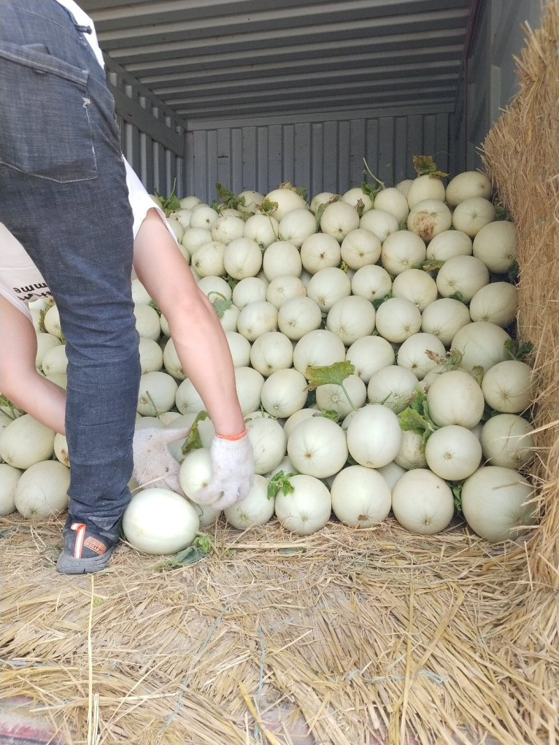 【推荐】甜瓜江苏东台玉姑甜瓜，口感香甜产地直发视频看货