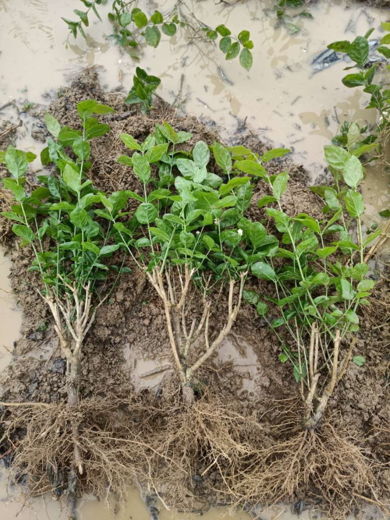 大量批发茉莉花苗带花苞发货发大巴车空运。
