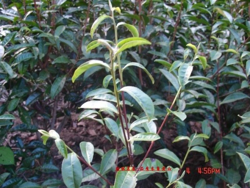 夏春园年份安茶祖传秘方加工工艺