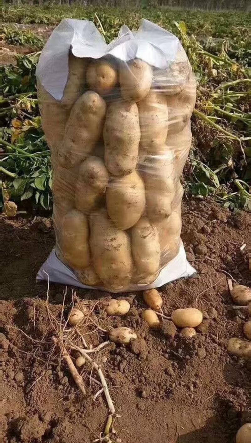 沃土荷兰十五土豆大量上市基地直发欢迎各地老板考察