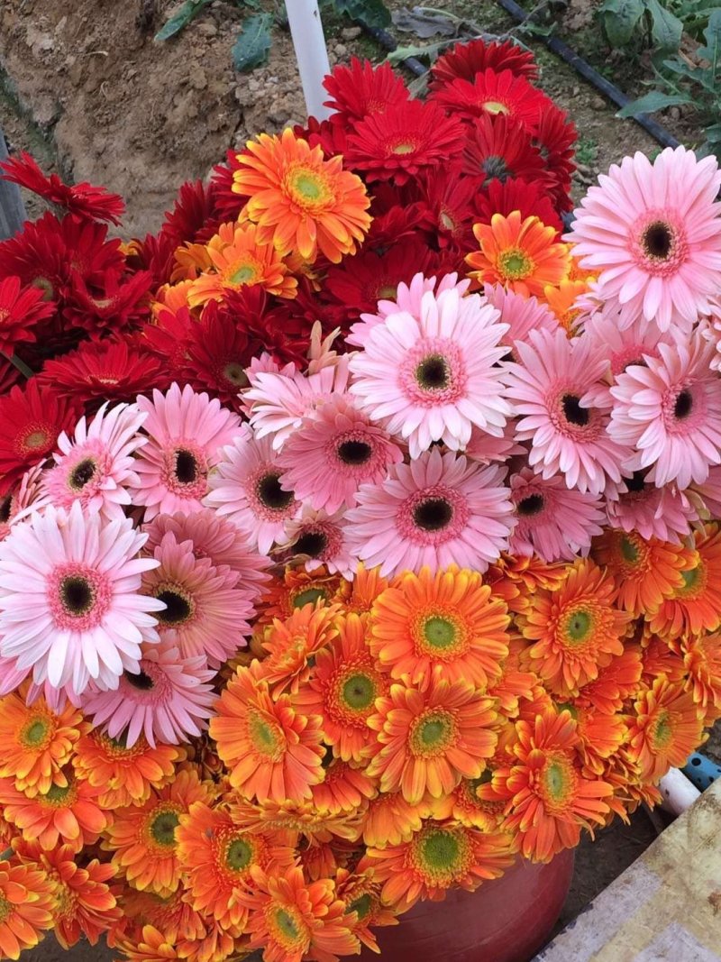 非洲菊