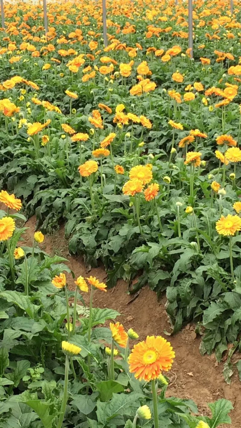非洲菊