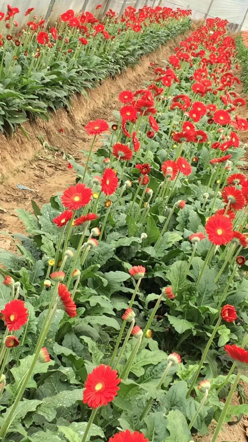 非洲菊