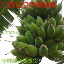 新鲜现摘苹果蕉粉蕉当季自然熟香蕉支持一件代发