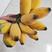 新鲜现摘苹果蕉粉蕉当季自然熟香蕉支持一件代发