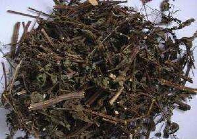 中药材溪黄草熊胆草血风草黄汁草