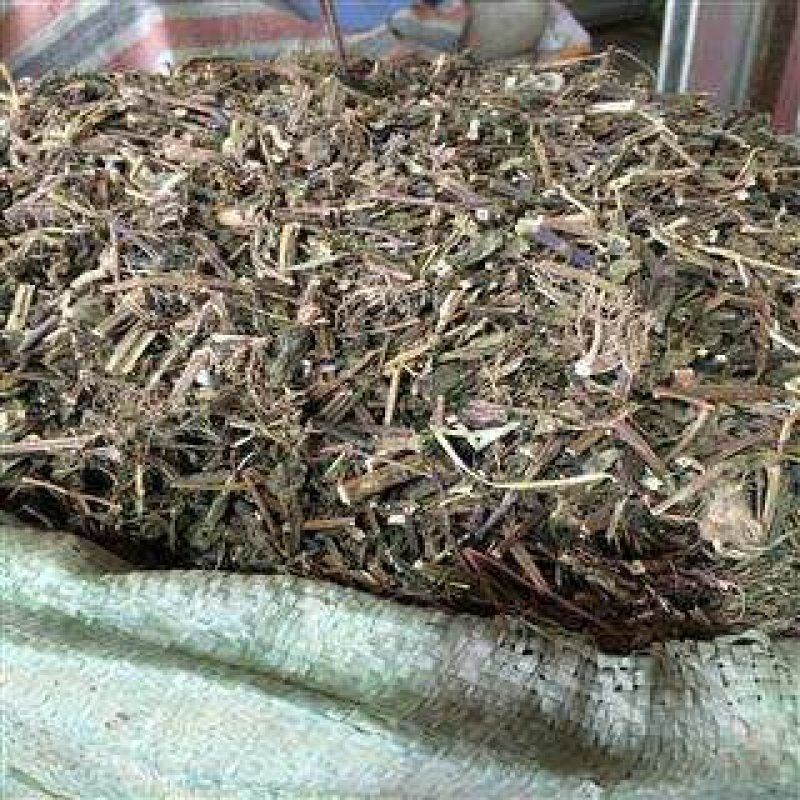 中药材溪黄草熊胆草血风草黄汁草