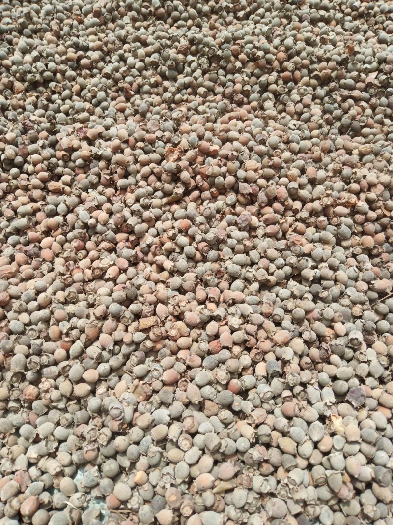 桃金娘苗，桃金娘果干！鲜果