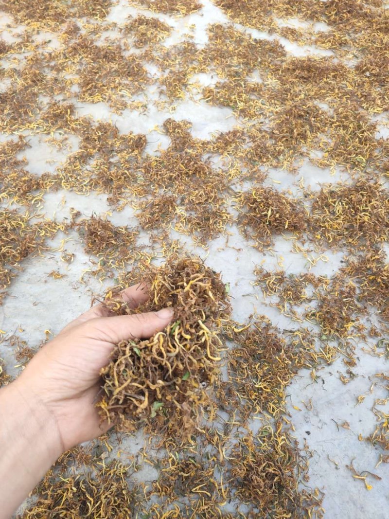 野生金银花，不是野生不要钱，，，，，，，，