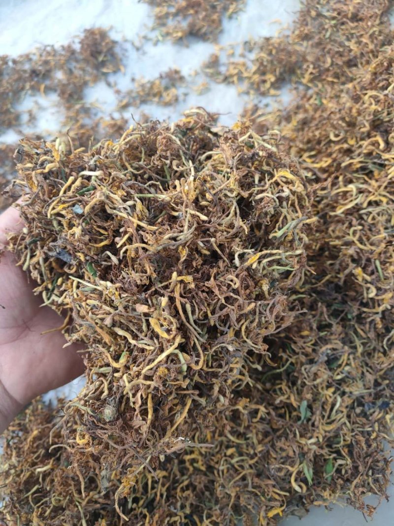 野生金银花，不是野生不要钱，，，，，，，，