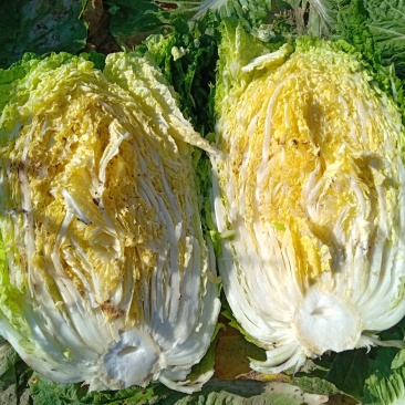 白菜