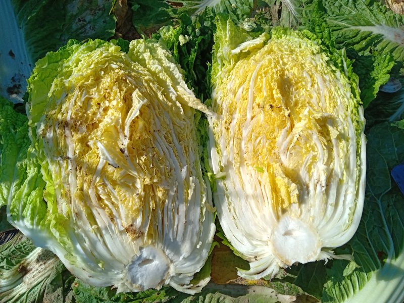 白菜